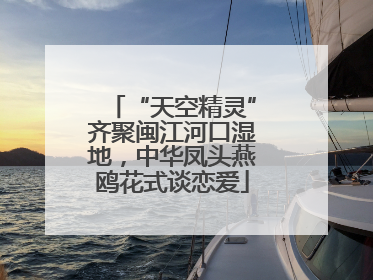 “天空精灵”齐聚闽江河口湿地，中华凤头燕鸥花式谈恋爱