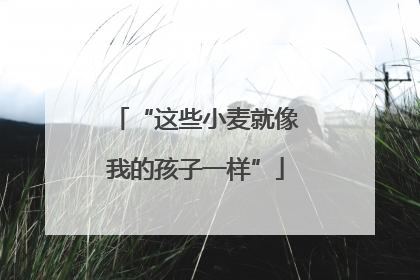“这些小麦就像我的孩子一样”