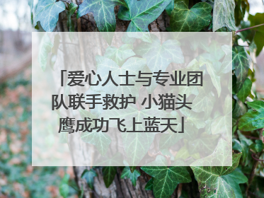 爱心人士与专业团队联手救护 小猫头鹰成功飞上蓝天