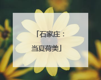 石家庄：当夏荷美