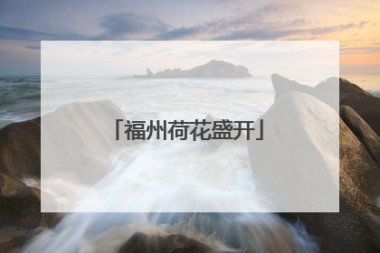 福州荷花盛开
