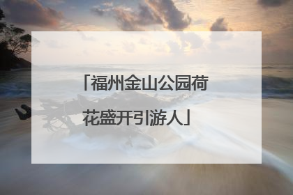 福州金山公园荷花盛开引游人
