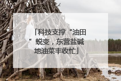 科技支撑“油田”蜕变，东营盐碱地油菜丰收忙