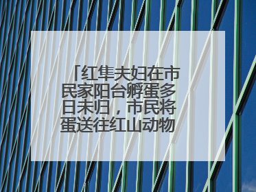 红隼夫妇在市民家阳台孵蛋多日未归，市民将蛋送往红山动物园“抢救”