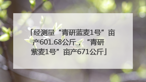 经测量“青研蓝麦1号”亩产601.68公斤，“青研紫麦1号”亩产671公斤
