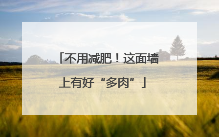 不用减肥！这面墙上有好“多肉”