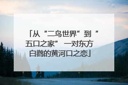 从“二鸟世界”到“五口之家” 一对东方白鹳的黄河口之恋