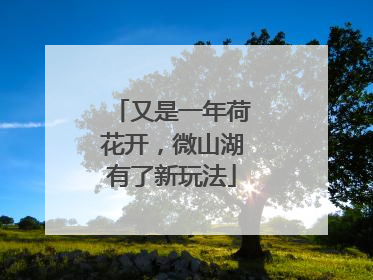 又是一年荷花开，微山湖有了新玩法