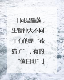 同是睡莲，生物钟大不同！有的是“夜猫子”，有的“值白班”