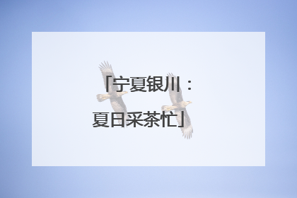 宁夏银川：夏日采茶忙