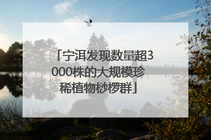 宁洱发现数量超3000株的大规模珍稀植物桫椤群