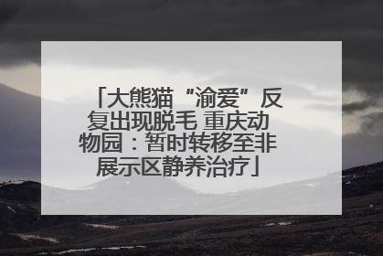 大熊猫“渝爱”反复出现脱毛 重庆动物园：暂时转移至非展示区静养治疗