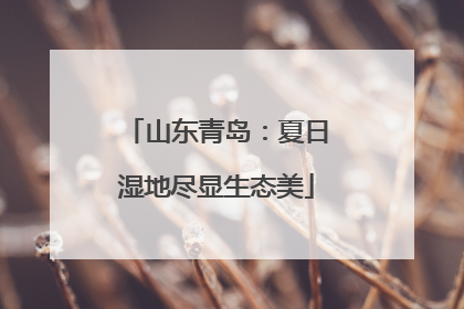 山东青岛：夏日湿地尽显生态美