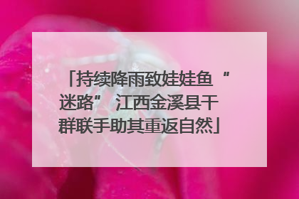 持续降雨致娃娃鱼“迷路” 江西金溪县干群联手助其重返自然