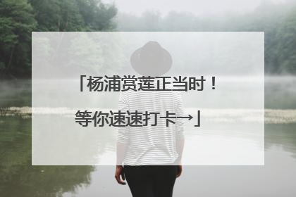 杨浦赏莲正当时！等你速速打卡→