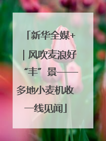 新华全媒+｜风吹麦浪好“丰”景——多地小麦机收一线见闻