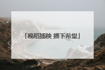 晚稻插秧 播下希望