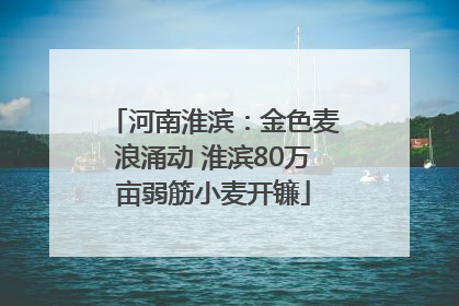 河南淮滨：金色麦浪涌动 淮滨80万亩弱筋小麦开镰