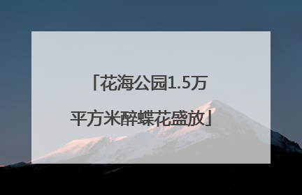 花海公园1.5万平方米醉蝶花盛放