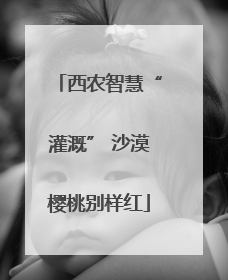 西农智慧“灌溉” 沙漠樱桃别样红