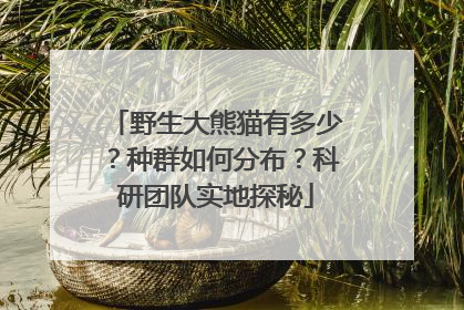 野生大熊猫有多少？种群如何分布？科研团队实地探秘