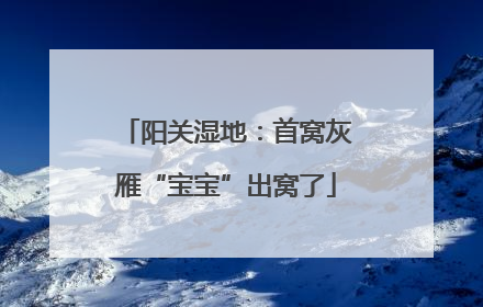 阳关湿地：首窝灰雁“宝宝”出窝了